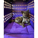 Happy Pup enjoying the Luxury Designer Crate Pad in Purple Dimple fabric
